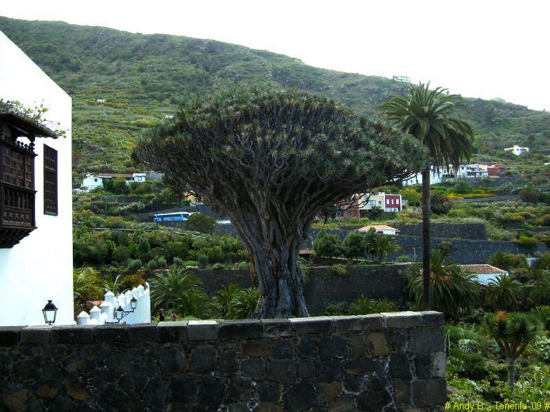 Découverte de Tenerife (40).JPG